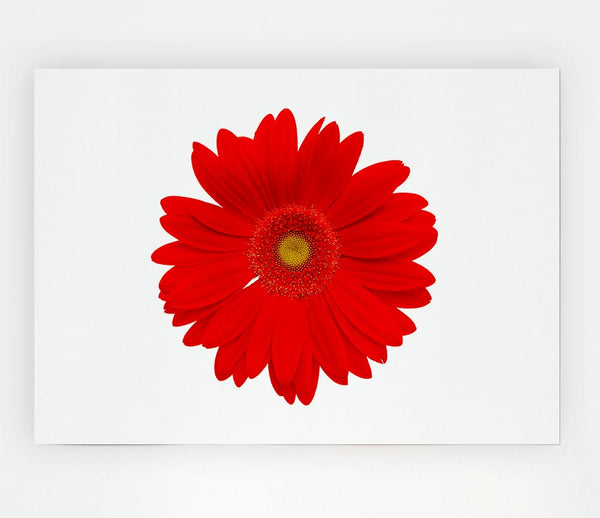 Vibrant Red Gerbera Print Poster Wall Art