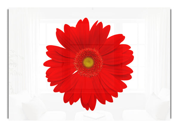 Leuchtend rote Gerbera