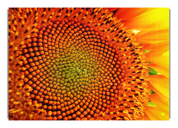 Stunning Sunflower Close Up