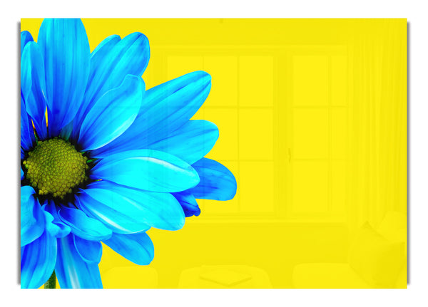 Blue Daisy On Yellow