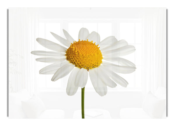 White Daisy Stem