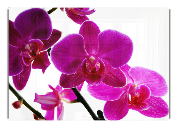 Pink Orchid Flowers Canvasb