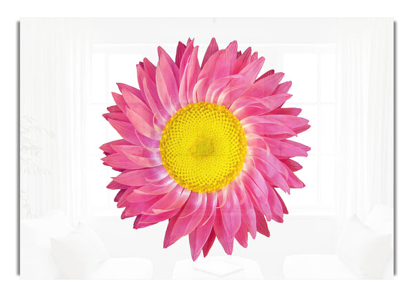 Pink Daisy