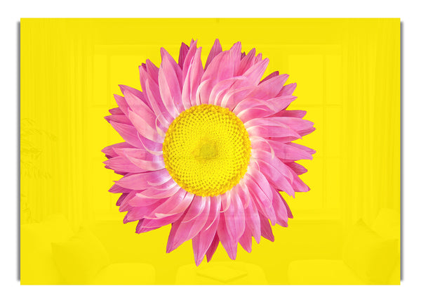 Pink Daisy On Yellow