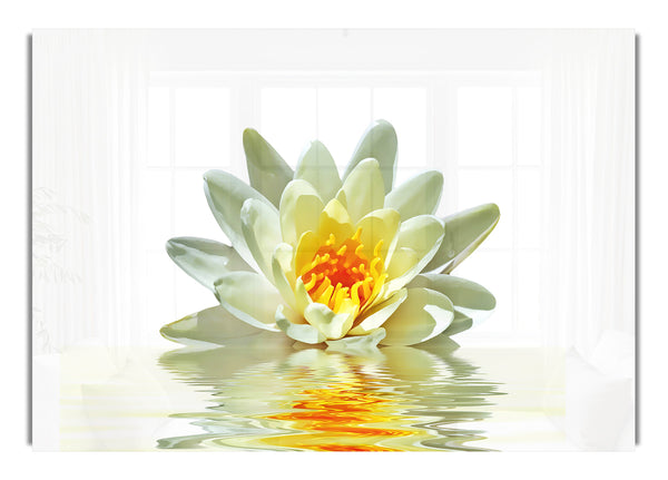 White Water Lily