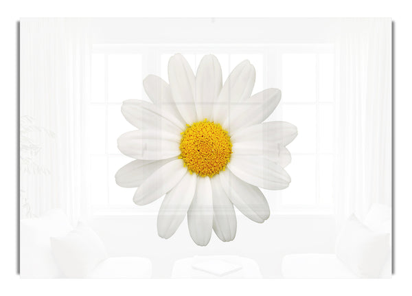 White On White Daisy 1