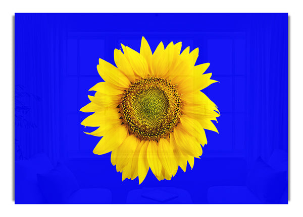 Sonnenblume Kopf auf Blau