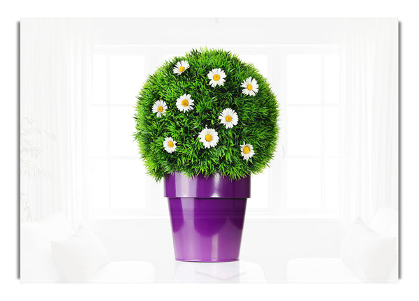 White Daisy Pot