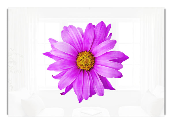 Pink Daisy On White