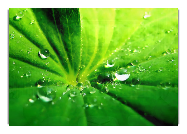 Sunlit Leaf Droplets