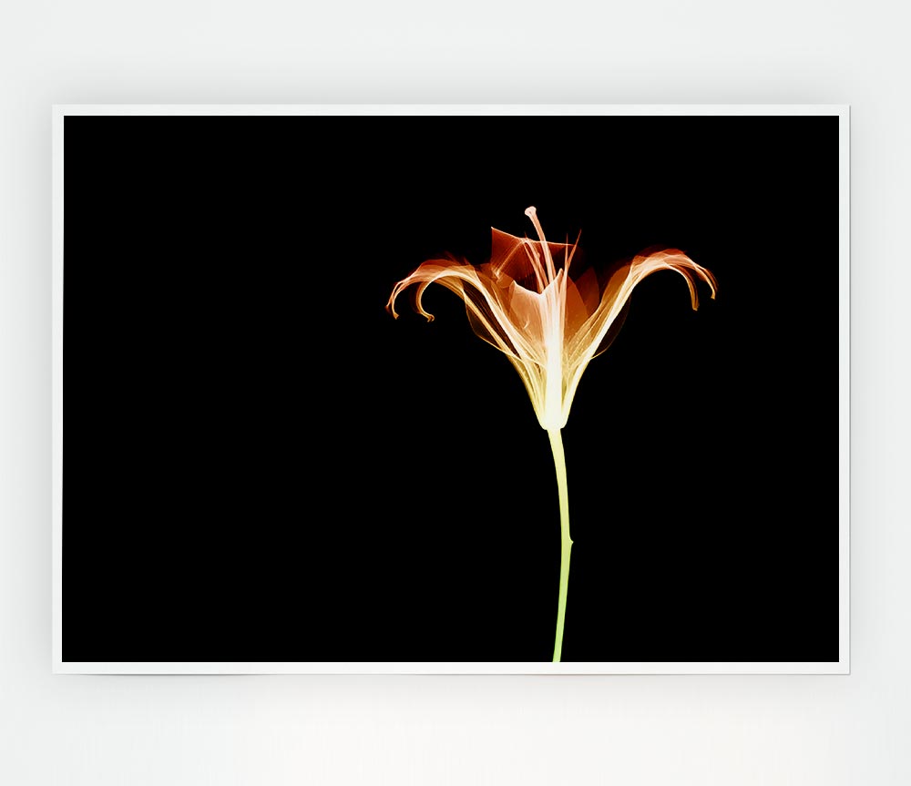 X Ray Orange Print Poster Wall Art