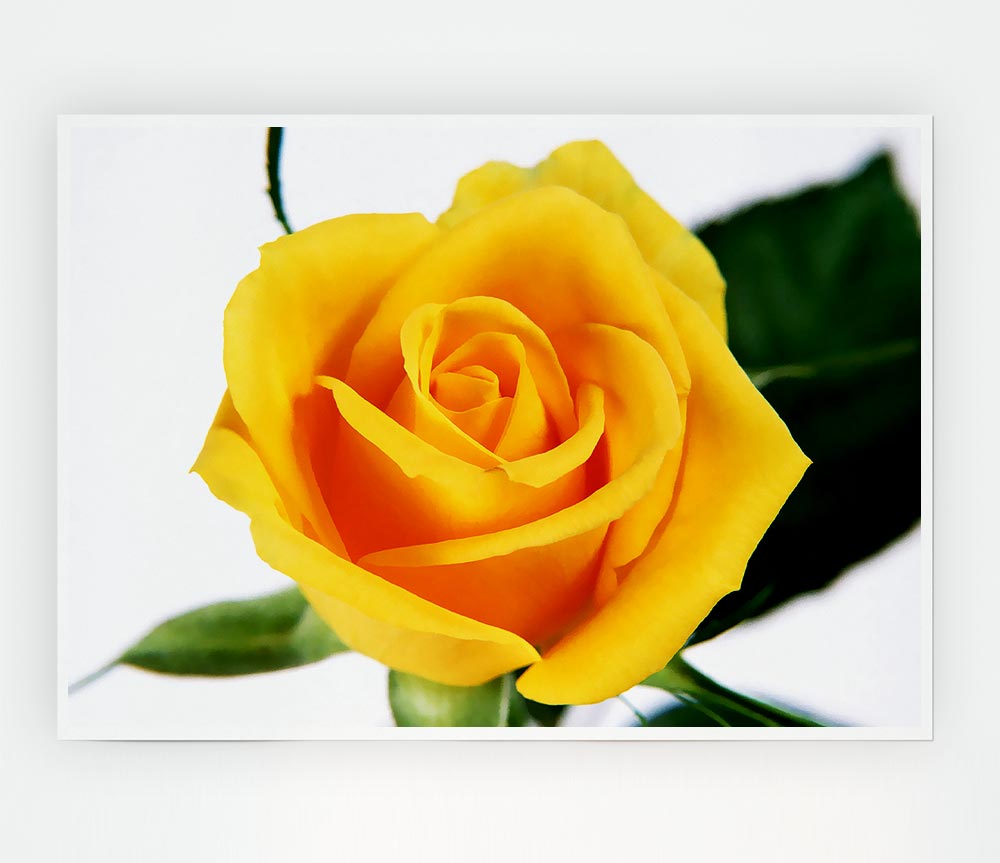 Yellow Rose Print Poster Wall Art