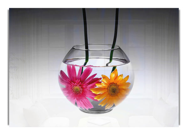 Gerbera Fishbowl B~w