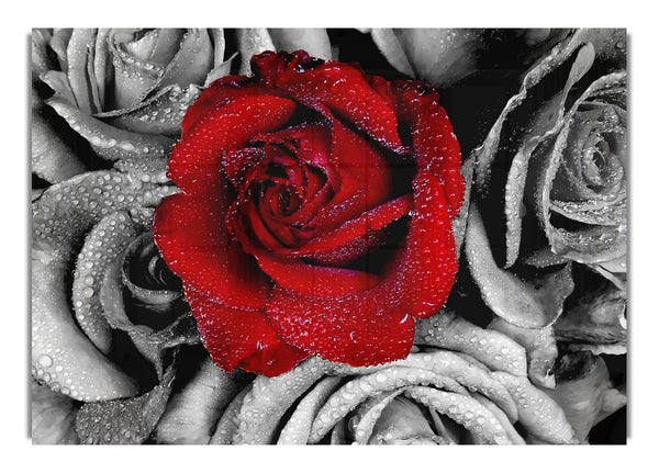 Red Rose On A Sea Of B~w