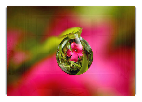 Reflection Of A Pink Flower