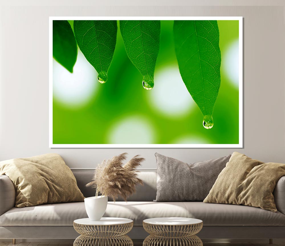 Trio Dewdrop Leaf Print Poster Wall Art