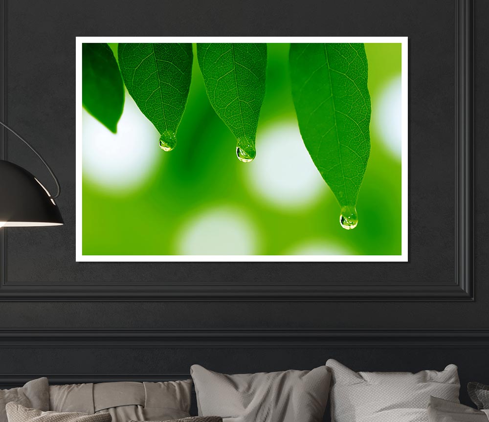 Trio Dewdrop Leaf Print Poster Wall Art