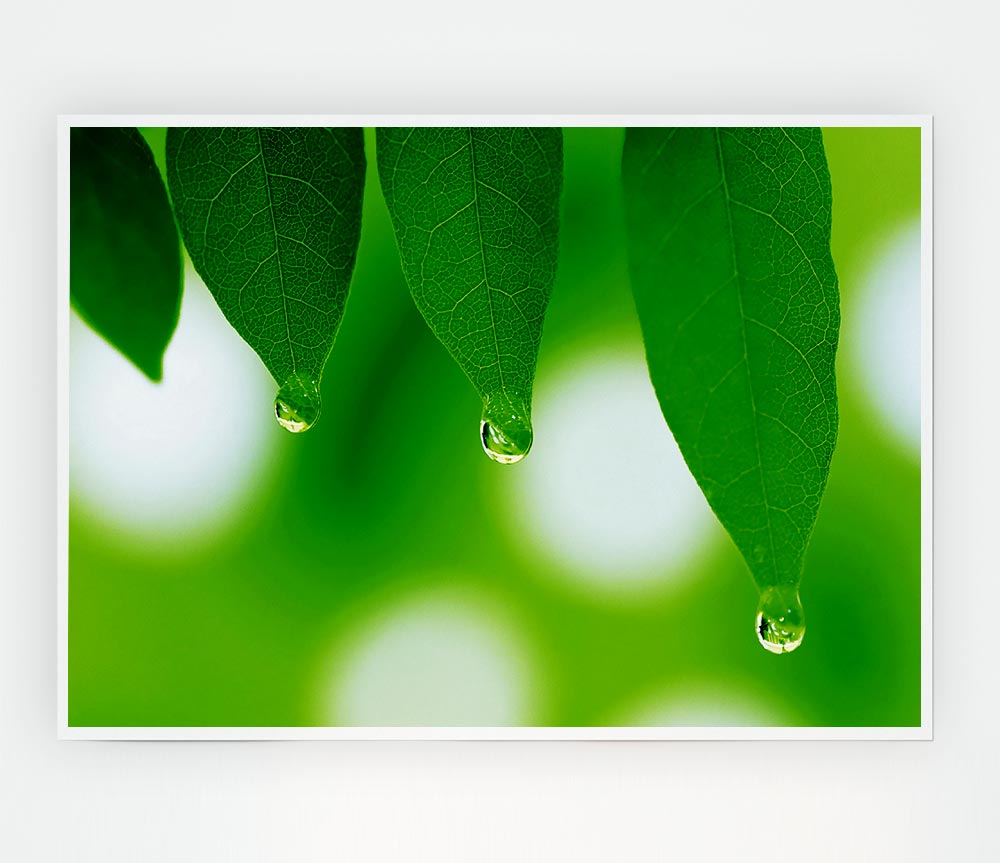 Trio Dewdrop Leaf Print Poster Wall Art