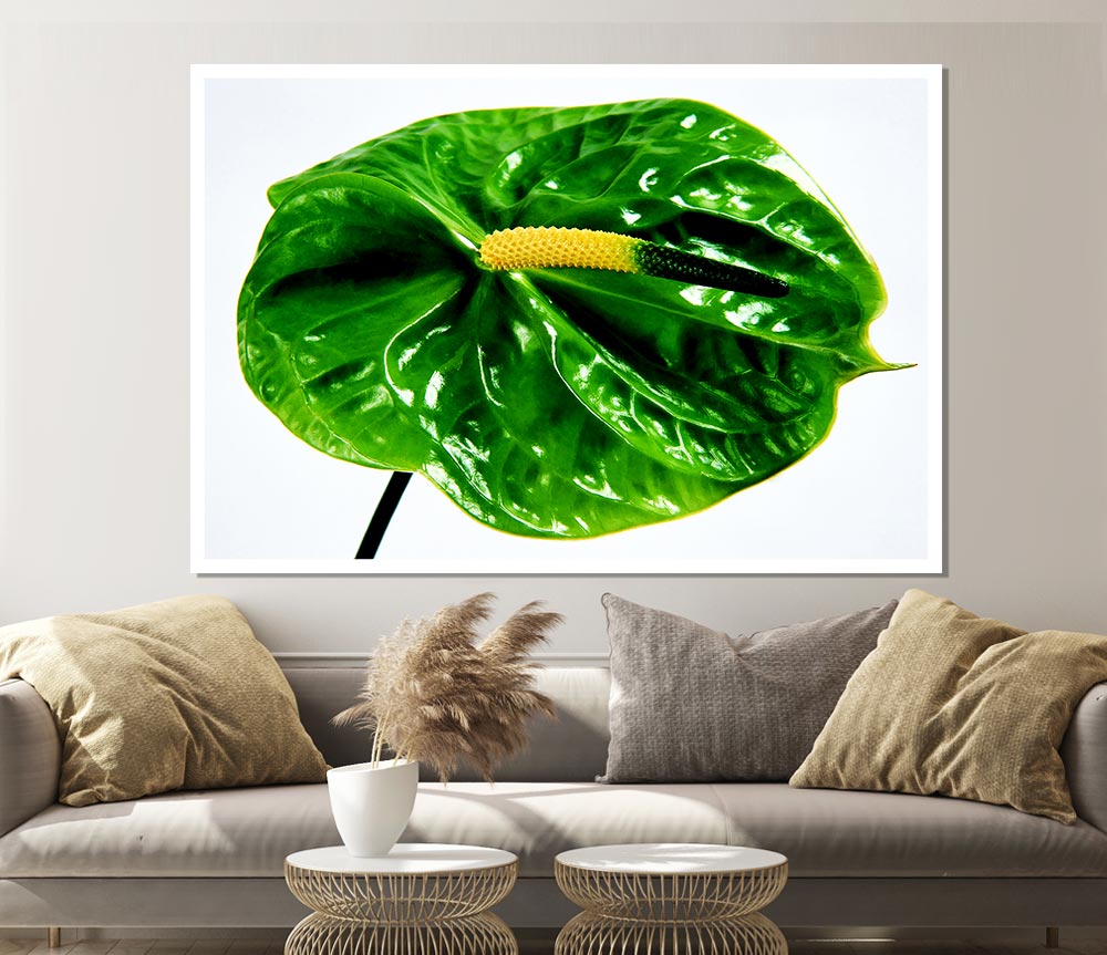 Anthurium Flower Print Poster Wall Art