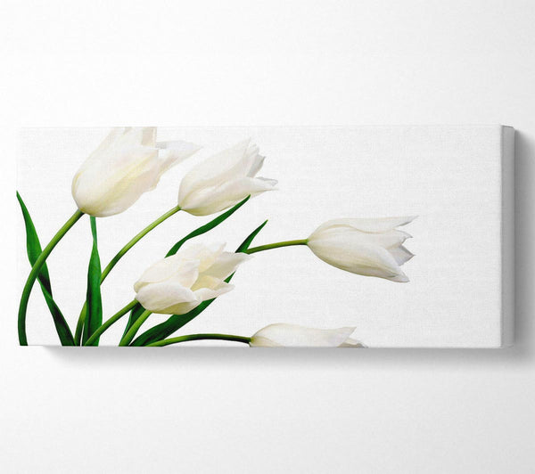 White Tulip Quad