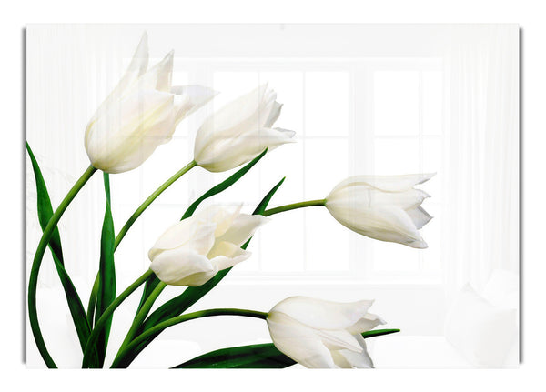 White Tulip Quod