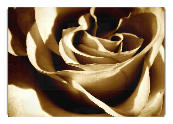 Sepia Rose