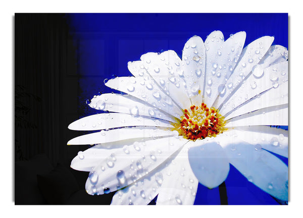 White Daisy Petal Droplet