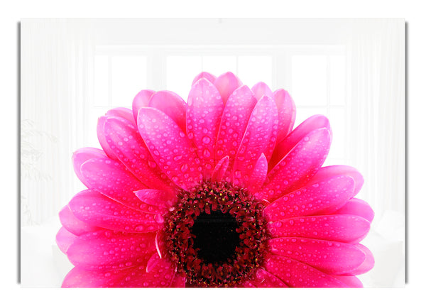 Pink Petal Gerbera