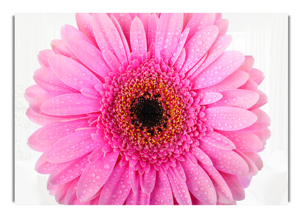 Baby Pink Gerbera