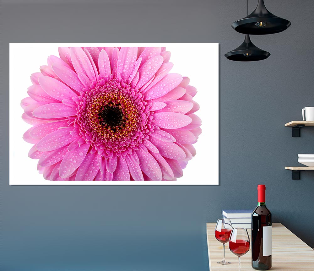 Baby Pink Dew Drop Gerbera Print Poster Wall Art