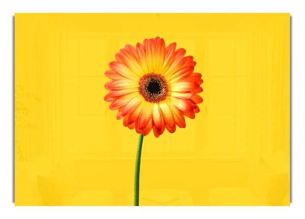 Orange Gerbera On Yellow