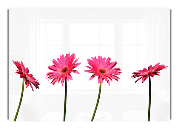 Pink Gerbera Quads