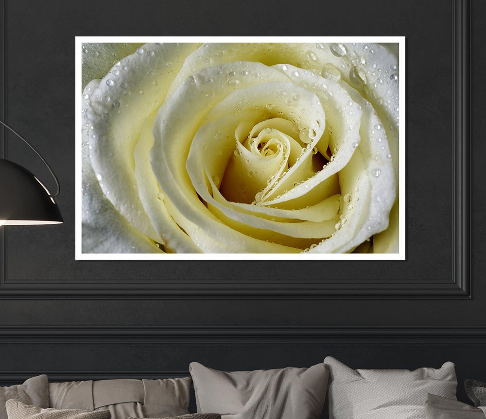 White Rose Petal Dew Print Poster Wall Art