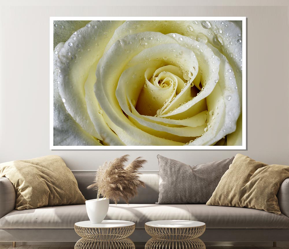 White Rose Petal Dew Print Poster Wall Art