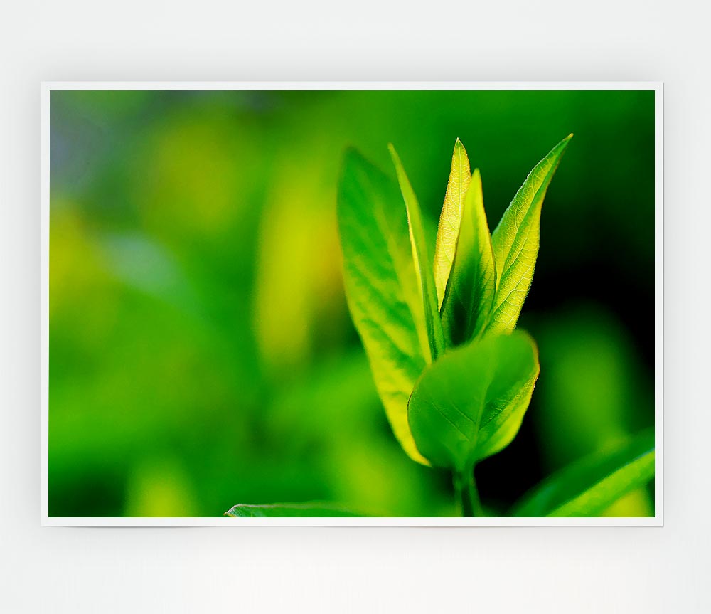 Green Leaf Flower Print Poster Wall Art