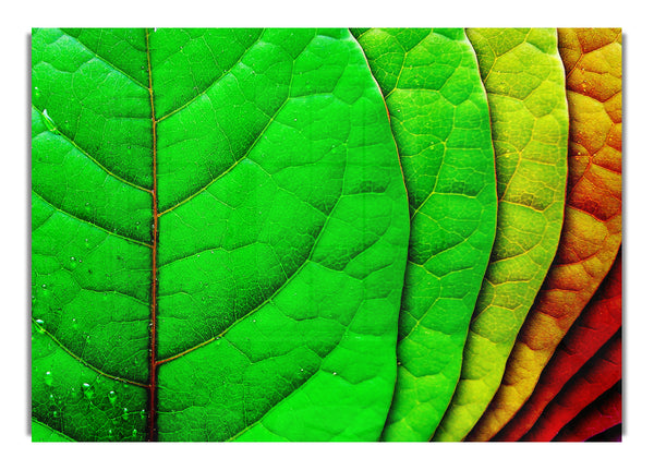 Colour Of Leaves