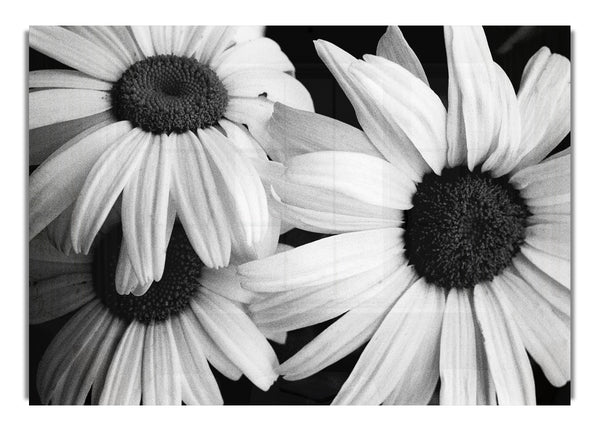 Daisy Petal Beauty Bw