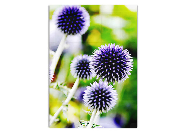 Purple Pom Poms