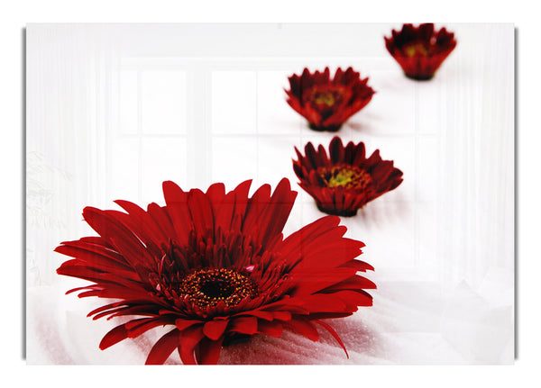 Red Gerbera Heads