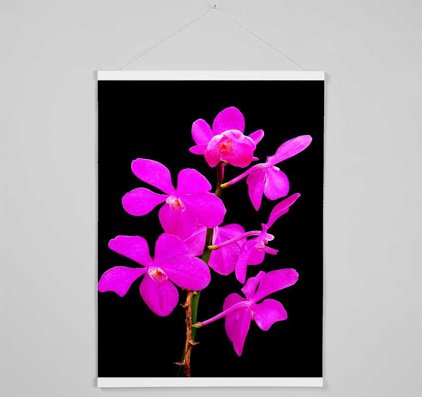 Vibrant Pinks Hanging Poster - Wallart-Direct UK