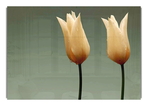 Cream Fire Tulips