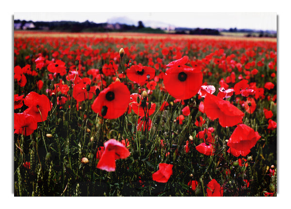 Red Poppy Field Hills