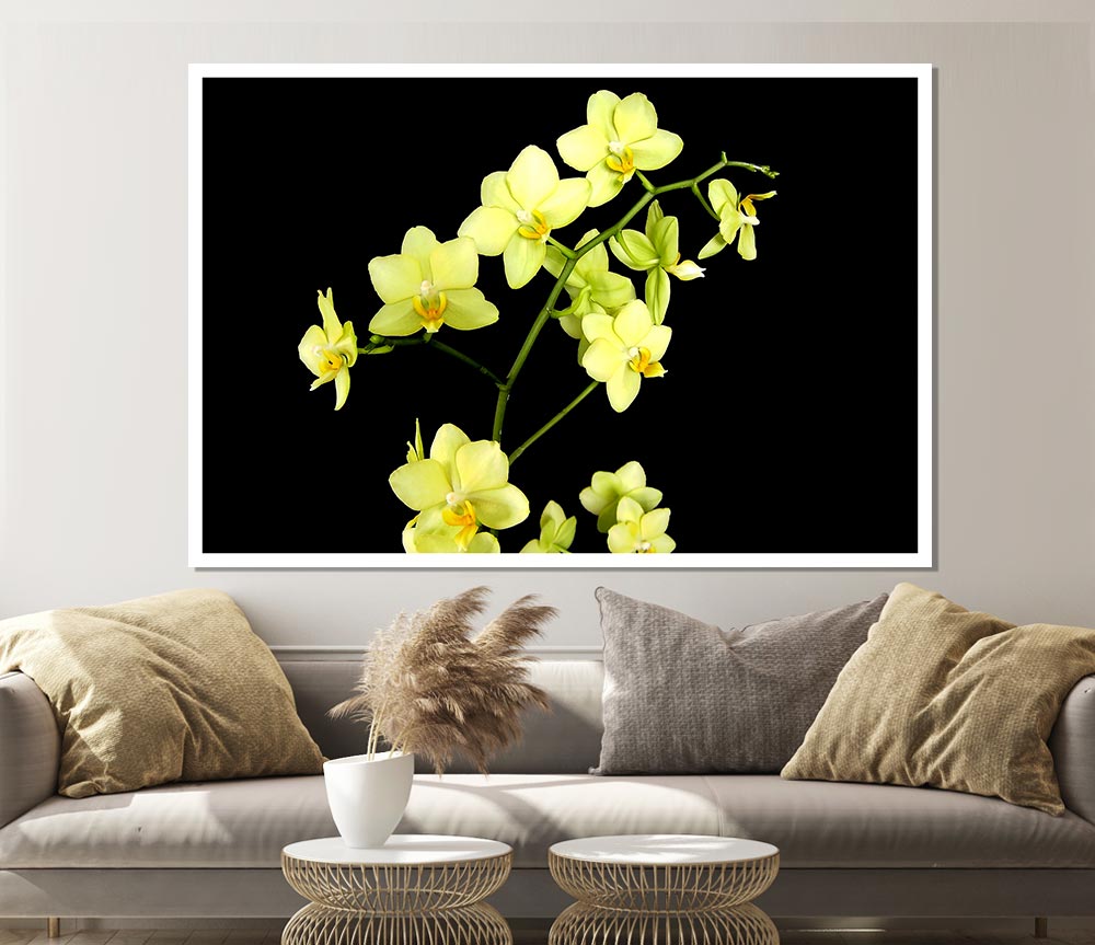 Yellow Star Flowers On Black Print Poster Wall Art