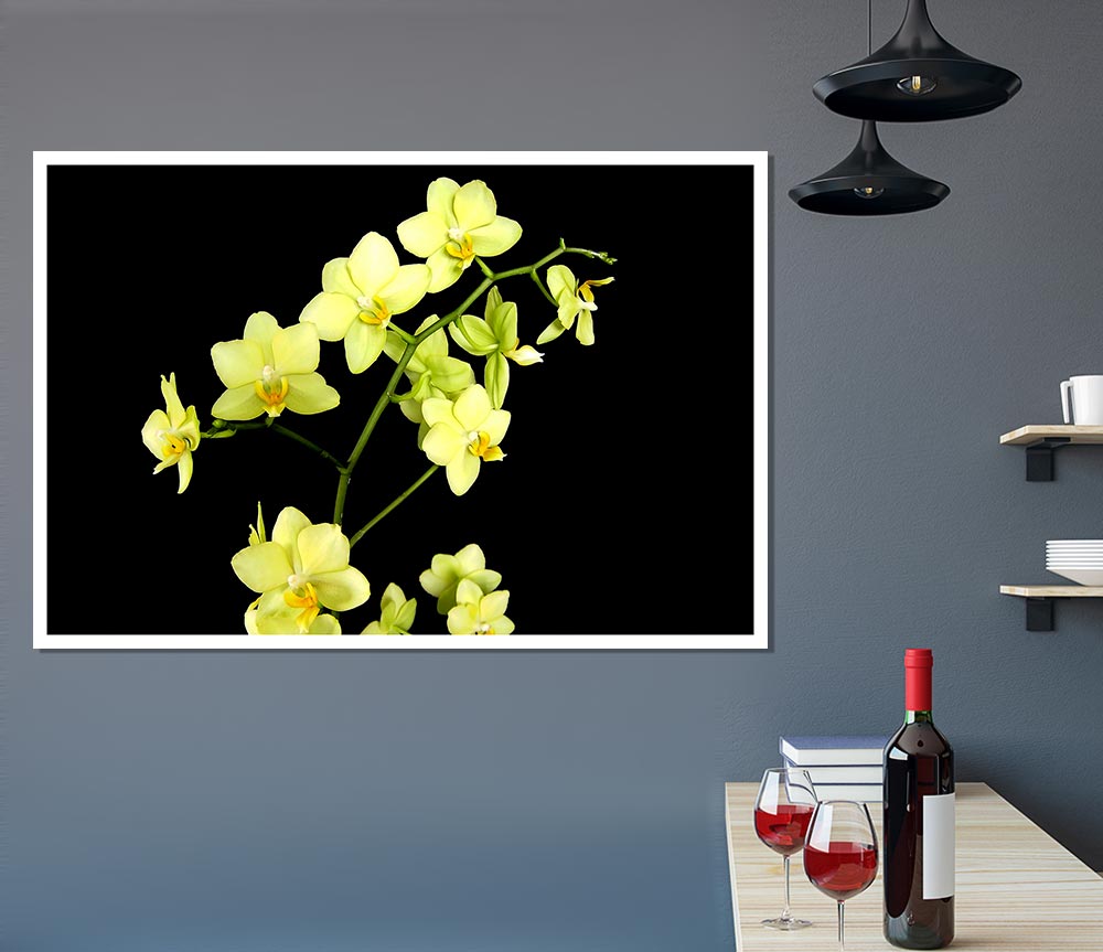 Yellow Star Flowers On Black Print Poster Wall Art