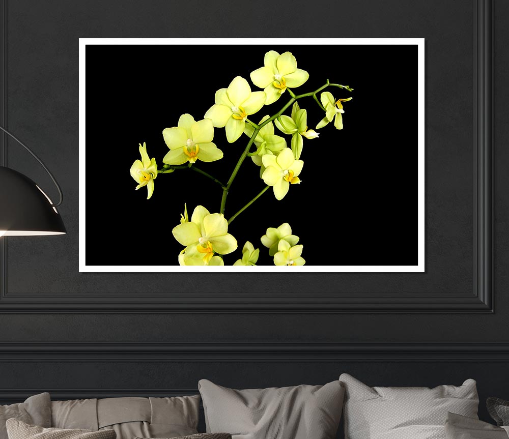 Yellow Star Flowers On Black Print Poster Wall Art