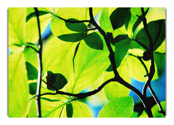 Green Leaves In Sunlight