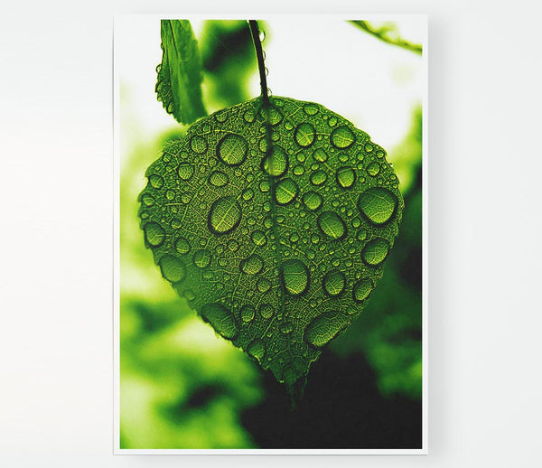 Waterdrops On A Leaf Print Poster Wall Art