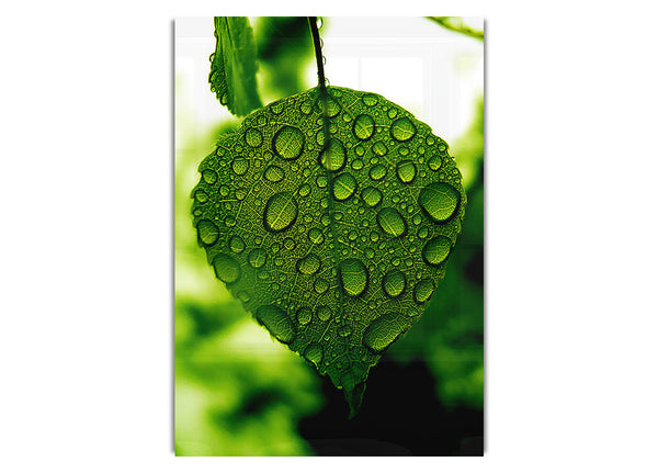 Waterdrops On A Leaf