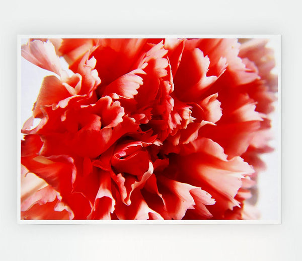 Vivid Pink Carnation Print Poster Wall Art