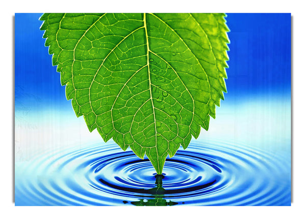 Green Leaf Water Ripple